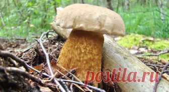 Не ешь меня: как не спутать съедобный гриб с ядовитым Список ядовитых грибов, встречающихся в Нижегородской области