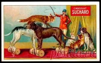 French Trade Card - Circus Animals Chocolat Suchard 