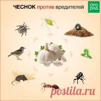 Как избавиться от тли – 7 народных способов с комментариями специалистов