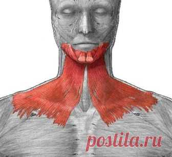 Подкожная мышца шеи: секрет молодой и здоровой шеи Экология жизни. Здоровье и красота: Сегодня я расскажу про одну удивительную мышцу нашего тела – подкожную мышцу шеи (плятизма). Она многим отличается от привычных мышц тела, подвержена возрастным изменениям и повреждениям.