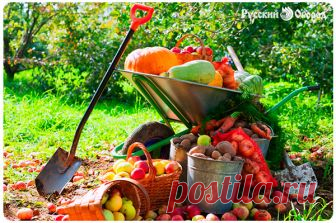 Осенние работы в октябре. Осенние работы в октябре.
Осенние работы в огороде в октябре очень важные. Это не только подведение итогов сезона, но и подготовка огорода к зиме. Все осенние работы на даче в октябре — залог успешной зимовки деревьев, кустарников, цветов. Не откладывайте на весну то, что можно сделать осенью, — и сад от души отблагодарит вас за проделанную работу, и вы со спокойной душой сможете отпустить его отдыхать до следующей весны.