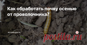 Как обработать почву осенью от проволочника? Одним из самых злостных вредителей любых корнеплодов, пожалуй, является проволочник. Чаще всего он повреждает картофель и морковь, но не брезгует повредить и другие корнеплоды.
Помимо этого вредитель питается виноградом и другими растениями, чем наносит серьезный вред дачному участку.