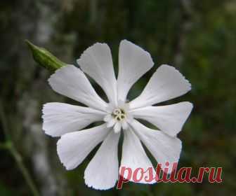 Африканский корень сновидений, смолевка капская (silene capensis) Это растение произрастает в Восточно-Капской провинции Южной Африки и является священным для народа коса. Традиционно смолевка капская (silene capensis) используется для вызывания ярких осознанных сновидений в процессе инициации шамана. Племя коса издревна выращивает африканский корень сновидений, который так же называется