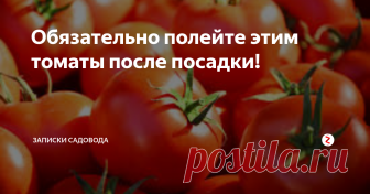 Обязательно полейте этим томаты после посадки! Здравствуйте дорогие садоводы! Сегодня хочу предложить вам поговорить о том, как защитить томаты, сразу после высадки в грунт, от многих вредителей, желающих полакомиться нежными росточками и стебельками нашей рассады.
Итак, высаживаем томаты в грунт привычным для вас способом. Хорошо поливаем высаженные томаты водой. Приступаем к приготовлению раствора, отпугивающего вредителей. Для этого нам на