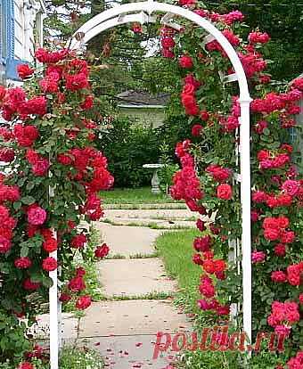 Розы возле вашего дома