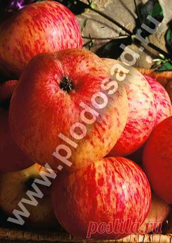 Сорта яблони С.И. Исаева - Плодовый сад сорт летний яблоня Медуница