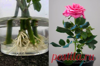 Хотите подарить вторую жизнь букету роз? Научитесь укоренять розы с помощью натуральных удобрений! Даже если вы не профессиональный цветовод или садовник, вы сможете самостоятельно укоренить и вырастить красивую розу.

Зима, это самое подходящее время года для проведения экспериментов в цветоводстве и садоводстве. Поэтому, если у вас в вазе стоит букет роз, которые вы бы хотели видеть на своём