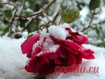 Как укрыть розы на зиму | Мой сад и огород
