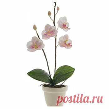 орхидея фото в горшке: 22 тыс изображений найдено в Яндекс.Картинках