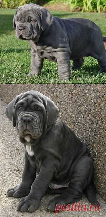 Neapolitan Mastiff