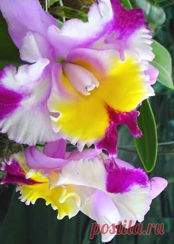 Orchid of Ecuador | Beautiful Flowers around the world