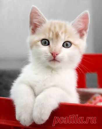 Kitten | Flickr - Photo Sharing!