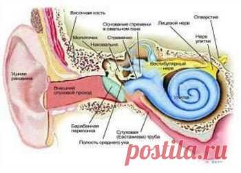 Причины и лечение неврита слухового нерва / Будьте здоровы