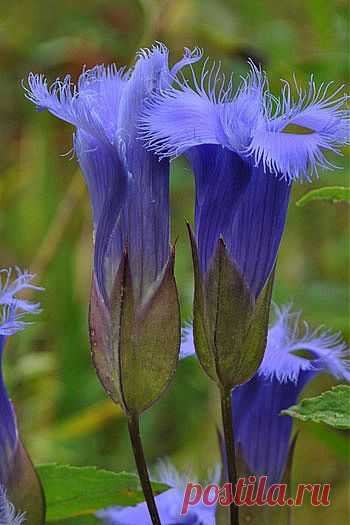 Frenged Gentian.