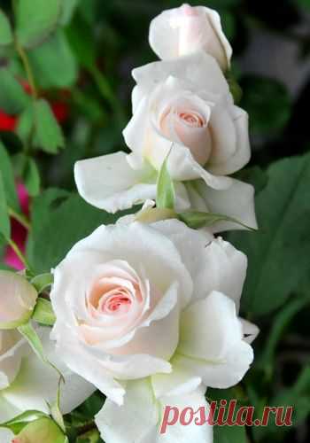 ~Rose 'Morden Blush' Rosa | Rosas