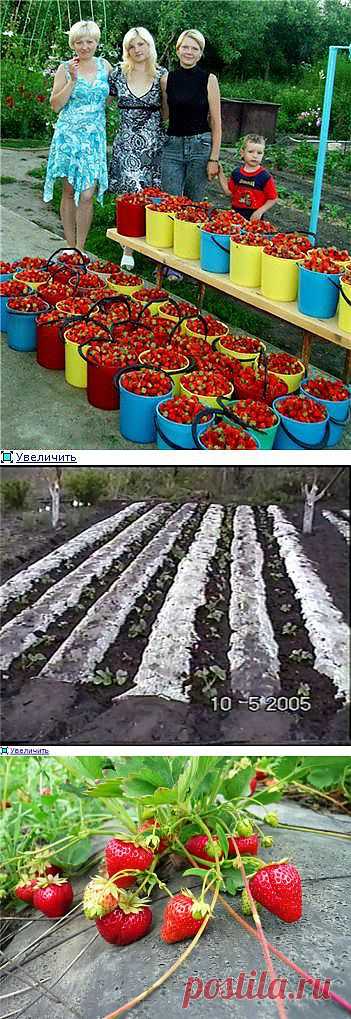 выращивание садовой земляники (клубники).
