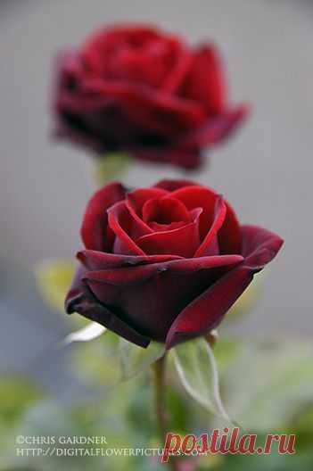 Digital Flower Pictures.com: Hybrid Tea Rose ‘Mr. Lincoln’