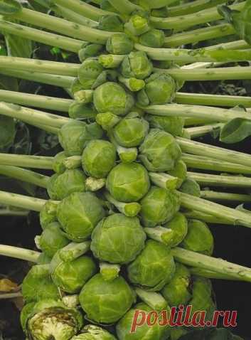 Как вырастить брюссельскую капусту - Садоводка