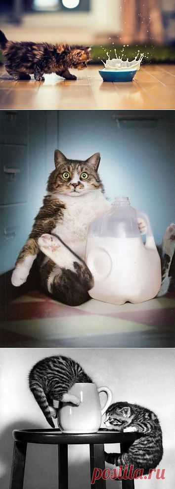 Как котики любят молочко