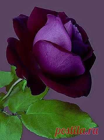 ✯ Beautiful Purple Rose | Flowers
