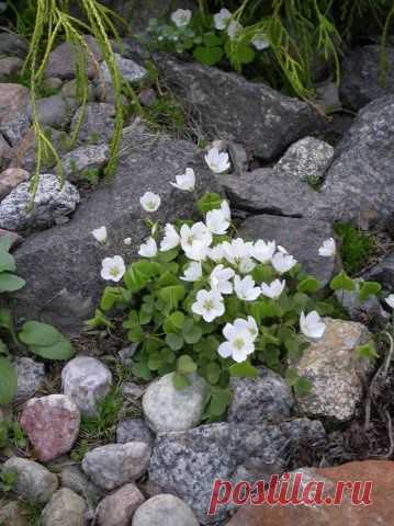 Растения для альпийской горки – тонкости выбора растений для альпийской горки.
