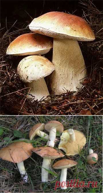 Как вырастить лесные грибы » Все для дачи