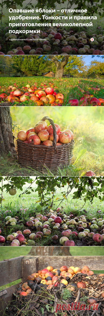 Опавшие яблоки – отличное удобрение. Тонкости и правила приготовления великолепной подкормки | У-Дачный канал советы от Арины | Яндекс Дзен