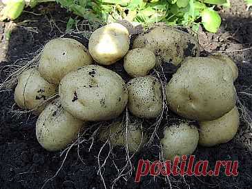 Выращивание картофеля по методу Л.П. Квартальновой.