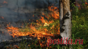 В лесах Нижегородской области ожидается высокая пожароопасность. В лесах по юго-востоку Нижегородской области ожидается высокая пожароопасность. Читать далее
