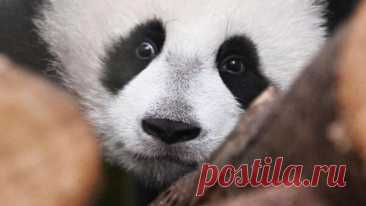 В зоопарке назвали условие, при котором панда Катюша останется в России