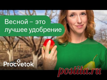 ЯБЛОНИ И ГРУШИ БУДУТ ЛОМИТЬСЯ ОТ УРОЖАЯ после этой подкормки весной!