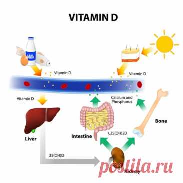 Сколько ни много ни мало? Витамин Д / Будьте здоровы