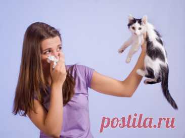 Аллергия на шерсть: как ужиться с любимой кошкой?