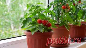 Как вырастить помидоры прямо на балконе Вырастите свои сладкие помидорки прямо на балконе! Это отличная идея для тех, у кого нет огорода. В выращивании овощей на балконе нет ничего сложного. Главное — это подобрать правильный сорт томата +...