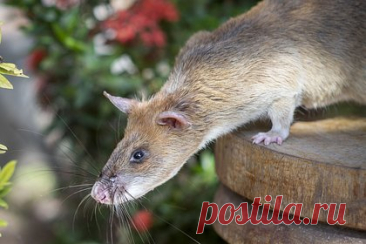 Гигантские африканские крысы захватили остров в США