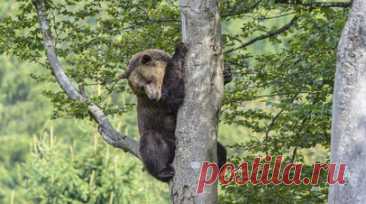 В Челябинской области предупредили туристов об опасности нападения медведей. Туристов предупредили об опасности нападения медведей в Челябинской области. Читать далее