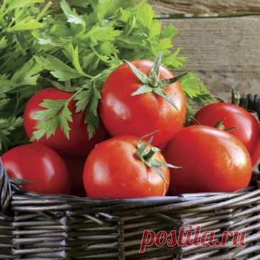 САМЫЕ РАННИЕ СОРТА ТОМАТОВ. Раннеспелые томаты могут расти и в открытом грунте