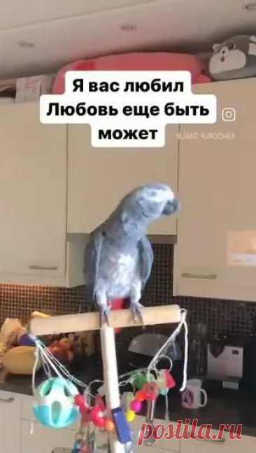 🦜 Валера - ты супер!