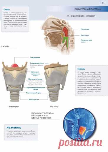 66dn5Zooecc.jpg (772×1080)