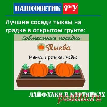 Лучшие соседи тыквы на грядке в открытом грунте. Рядом с ними можете смело рассчитывать что тыква вырастет крупной и сладкой.