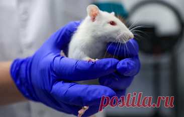 В Японии хирурги провели трансплантацию почечной ткани на зародышах крысы. Исследователи надеются с помощью таких трансплантаций помочь родиться и выжить человеческим зародышам, страдающим синдромом Поттера, у которых нет работающих почек