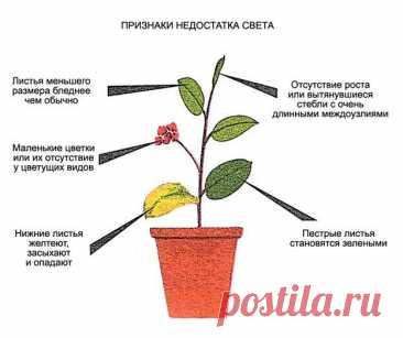 Искусственная подсветка для домашних растений