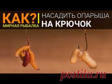 Как насадить опарыша на крючок правильно?