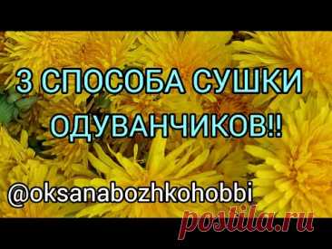 Как сушить одуванчики. 3 способа сушки одуванчиков.Сухоцветы из одуванчиков своими руками.Handmade.