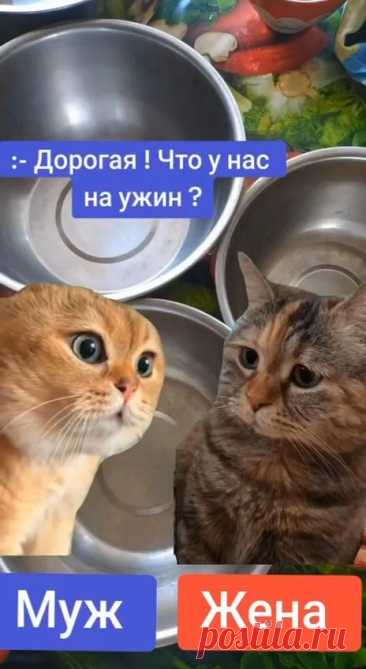 Гармония отношений 😻😹