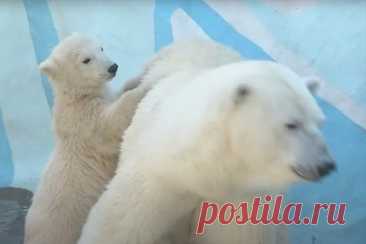 Купание белых медведей в бассейне под дождем попало на видео