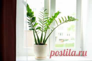 Замиокулькас – выращивание долларового дерева в домашних условиях