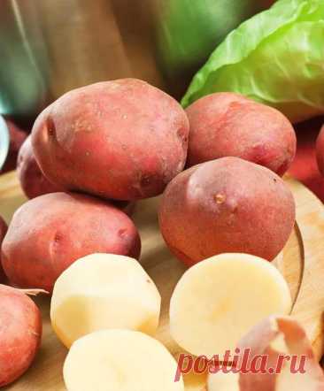 Картофель Ирбитский — гарантия вашего богатого урожая!