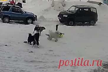 Пытавшуюся растерзать российского ребенка стаю собак сняли на видео