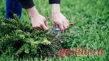 Борьба с сорняками без гербицидов